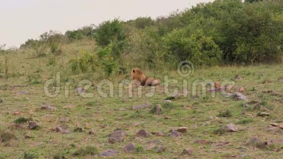 非洲狮卧在非洲草原的灌木丛中休息视频的预览图