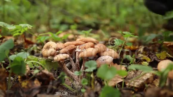 在森林里采蘑菇的男孩视频的预览图