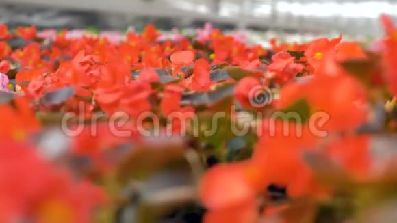 花园里盛开着红色的花朵工业厂房种植温室4K视频的预览图
