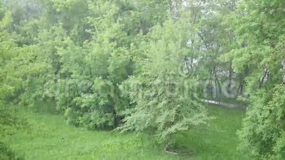 在公园的一个夏日里一场倾盆大雨大自然视频的预览图