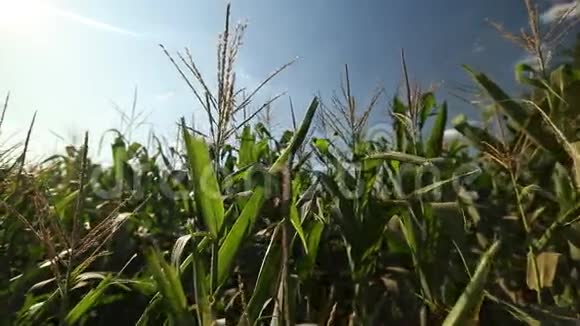 玉米地里只有玉米的顶部视频的预览图