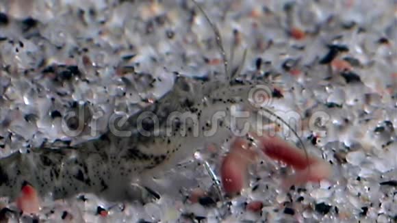 虾们抢着战利品觅食并在白海的海底蒙面视频的预览图