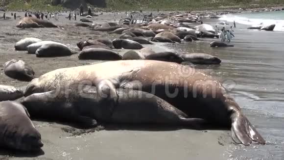 海豹在南极福克兰群岛的海岸线上表现出爱的柔情视频的预览图