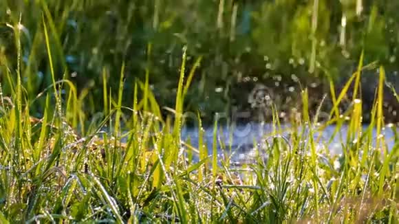 美丽的背景水滴落在新鲜的绿草上视频的预览图