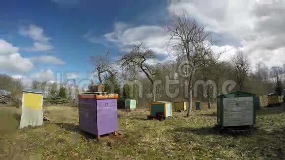 早春农场老果园有五颜六色的蜂箱时间流逝4K视频的预览图