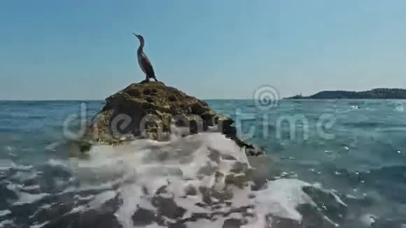 4K野鸟大坐在海里的岩石上斯洛文尼亚伊斯特拉斯洛文尼亚欧洲近距离观看视频的预览图