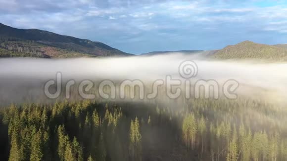 在云层之上飞行空中无人机4k电影日出雾蒙蒙的早晨和森林视频的预览图