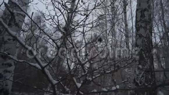 冬天的森林很多雪在没有树叶的前景树在雪中视频的预览图
