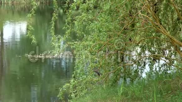 湖泊和芦苇的水面视频的预览图
