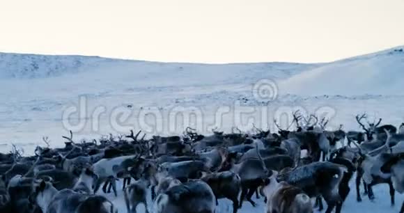 鸟瞰成群的驯鹿它们在冻土带的雪地上奔跑红色史诗4k视频的预览图