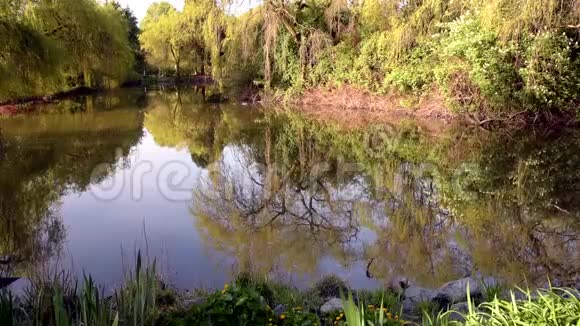 春天公园里的池塘水中有树木和灌木丛的倒影视频的预览图
