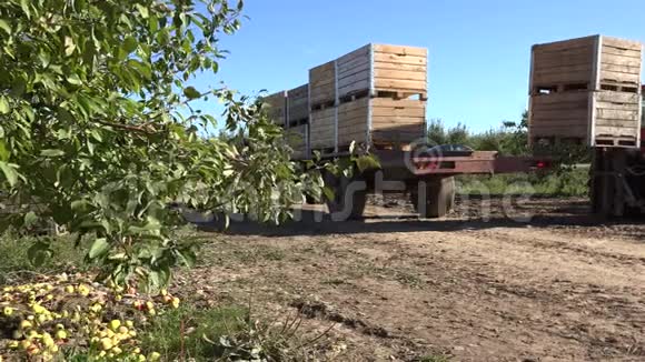 拖拉机带着装满苹果收获的木箱开车4K视频的预览图