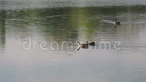 埃及鹅游过一个湖视频的预览图