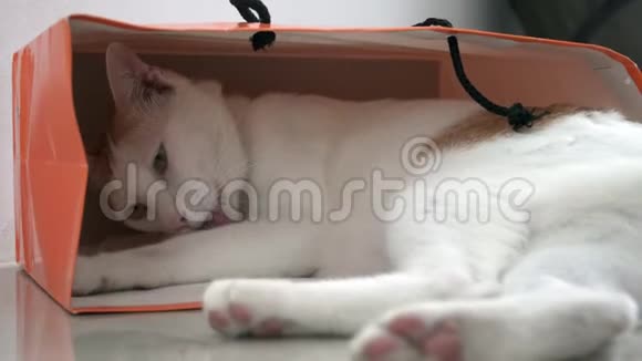 白色和生姜家猫坐在地板上的纸袋里娱乐宠物视频的预览图