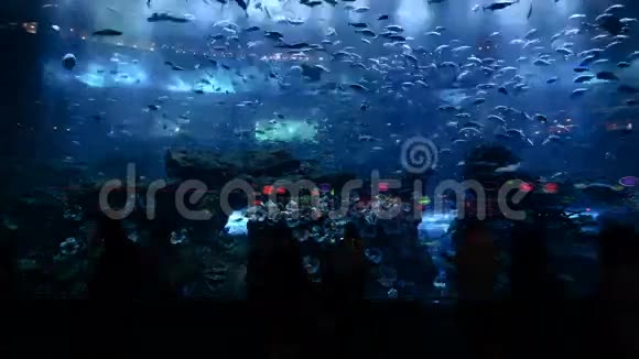 人们在大型水族馆看鱼的时间视频的预览图