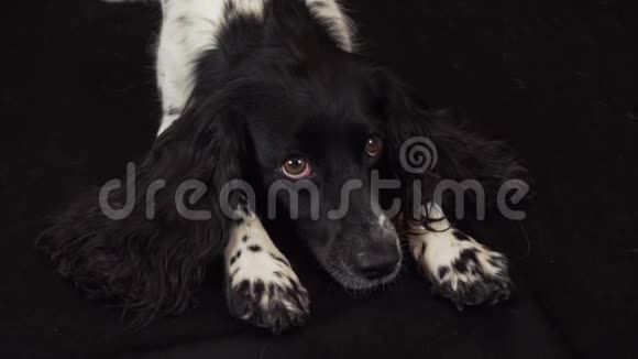 漂亮的女猎犬躺在黑色背景的股票录像里四处张望视频的预览图
