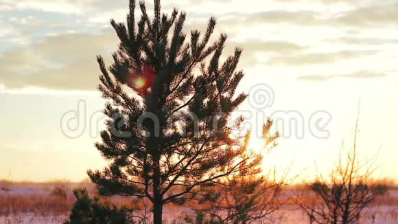 针叶树木松树冬季景观视频的预览图