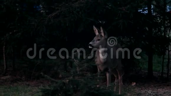 黑暗森林中的欧洲鹿视频的预览图