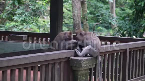 家庭夫妇爱他们的小猴子在印度尼西亚的热带森林视频的预览图