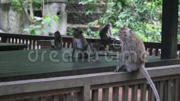 猴子在印度尼西亚一座木制建筑的背景上玩耍视频的预览图