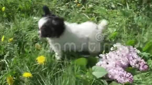 美丽有趣的吉娃娃小狗玩绿色草坪股票录像视频的预览图