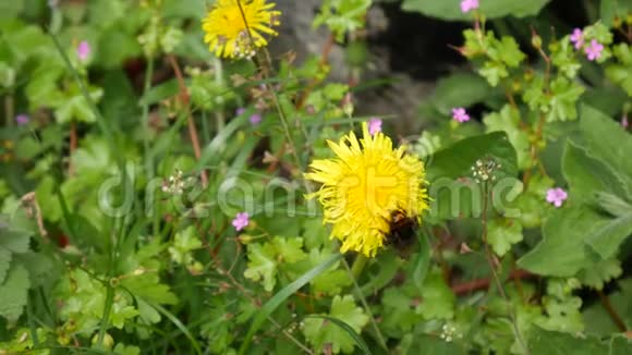 黄色蒲公英在草地上春天在黑山视频的预览图