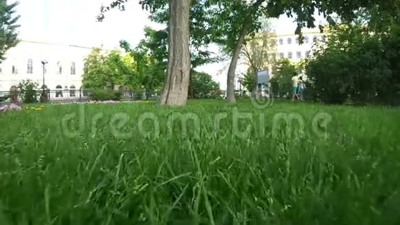 在公园里穿过被砍了的草视频的预览图