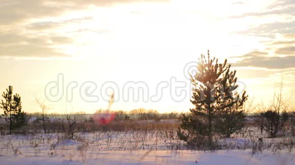 冬天的雪圣诞树田园诗般的风景视频的预览图