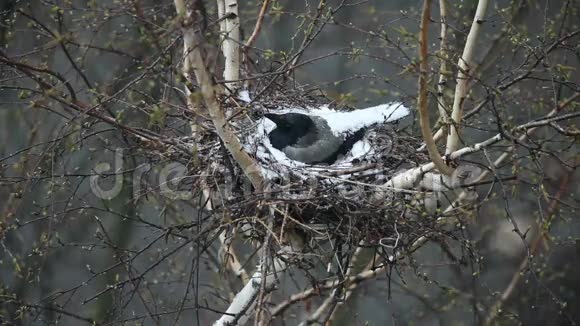窝里的乌鸦孵化小鸡视频的预览图