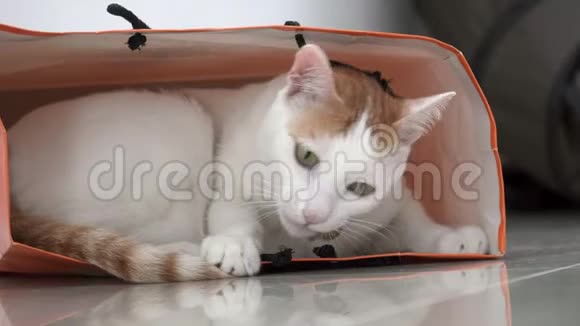 白色和生姜家猫坐在地板上的纸袋里娱乐宠物视频的预览图