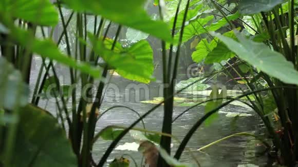 雨林视频的预览图