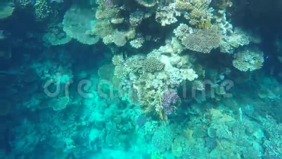清水中的海底人们可以看到鱼和珊瑚视频的预览图