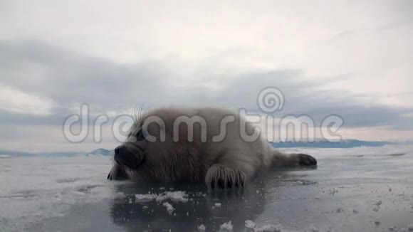 俄罗斯贝加尔湖冰面上的白色新生海豹总体规划视频的预览图