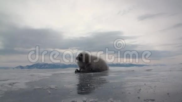 俄罗斯贝加尔湖冰面上的白色新生海豹非常漂亮视频的预览图