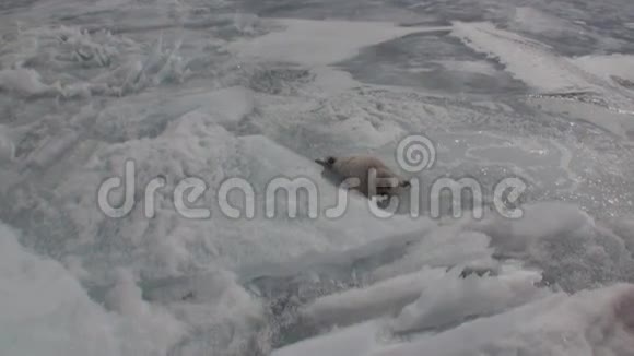 俄罗斯贝加尔湖冰面上的白色新生海豹放大视频的预览图