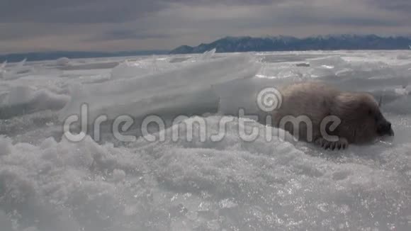 可爱的新生儿贝加尔湖冰封失去了母亲在俄罗斯视频的预览图