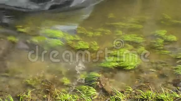 春天溪流中的藻类和草视频的预览图