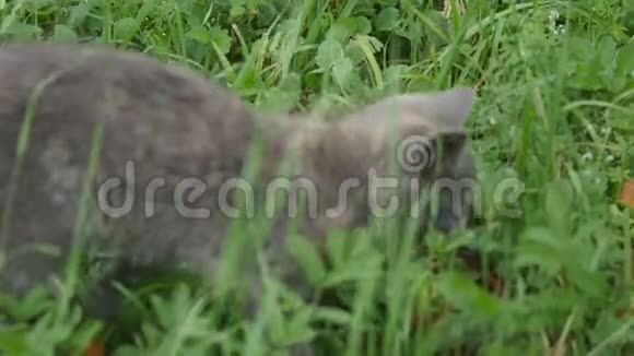 可爱的灰色小猫在花园里散步视频的预览图