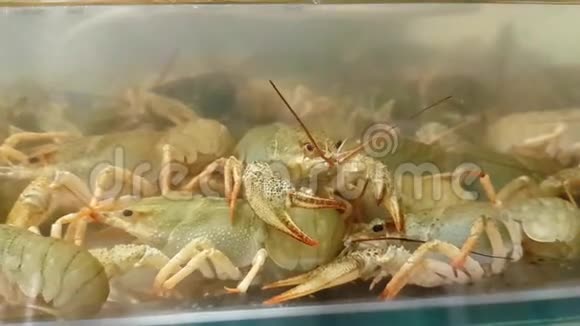 在水族馆里活着小龙虾水中的小龙虾视频的预览图