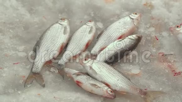捉到躺在冰湖上的活鱼捉到冬天在附近钓鱼视频的预览图