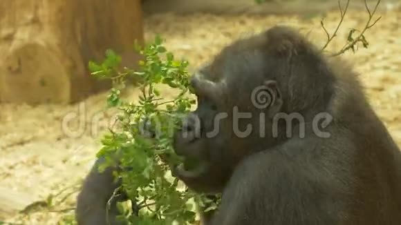 大猩猩吃叶子慢动作4K视频的预览图