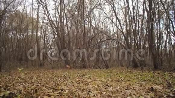 猎狗在公园里沿着秋叶奔跑慢动作视频的预览图