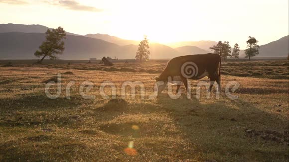 一头白棕色的牛在秋田上放牧背景是夕阳和光束视频的预览图