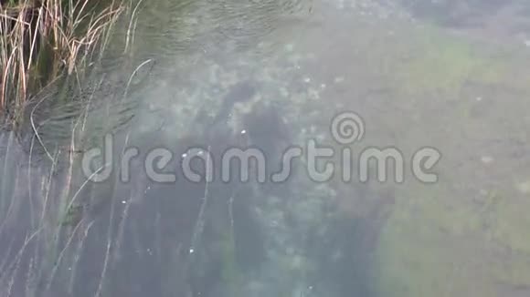 阿根廷巴塔哥尼亚山区河流平静干净的水放松视频的预览图