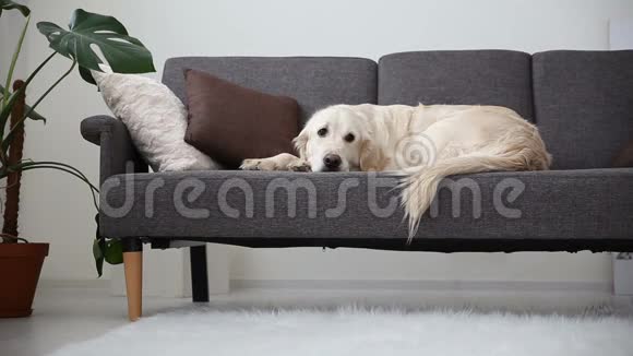 家庭宠物的生活一只漂亮的金毛猎犬正在沙发上休息期待中的孤独视频的预览图