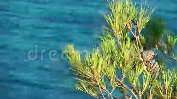 松树和海视频的预览图