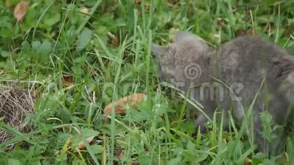 可爱的灰色小猫在花园里散步视频的预览图