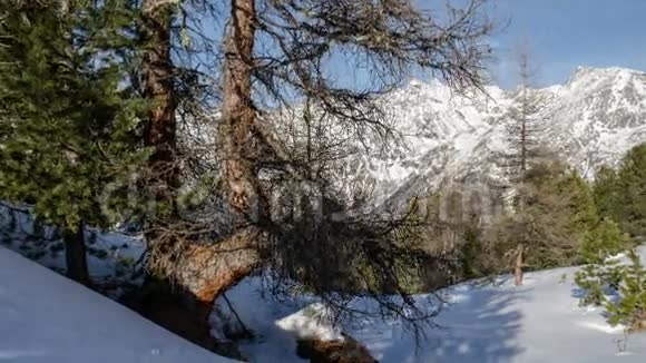 冬季阿尔卑斯山脉中的树影在雪上移动视频的预览图