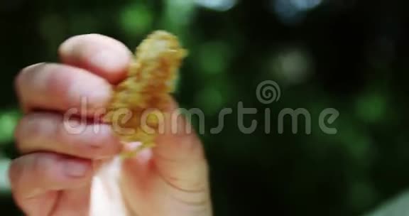 养蜂人吃了一块新鲜的蜂窝视频的预览图