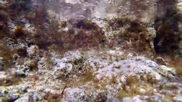 晶莹剔透的浅岩礁视频的预览图